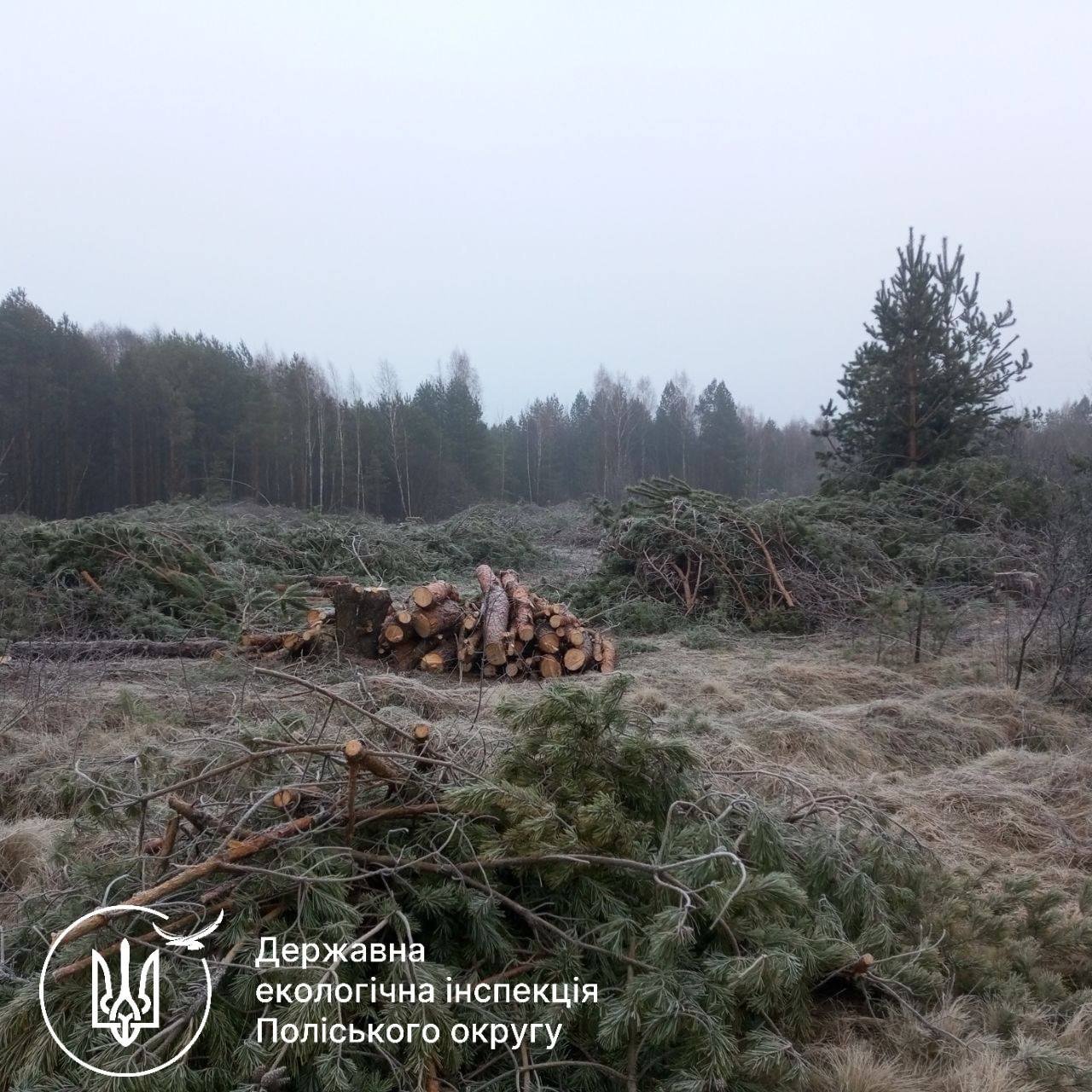 Екоцид на Житомирщині: двоє чиновників отримали підозри за незаконне рубання 2600 дерев, збитки – 14,6 млн грн
